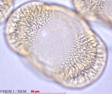 Pinus halepensis - lame n° 60105